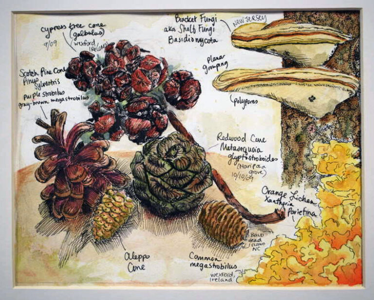 Lesson Title: Exploring Scientific Illustration featured image